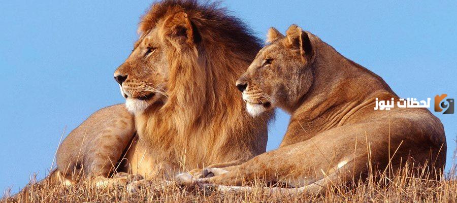 معلومات عن الأسد نادرة