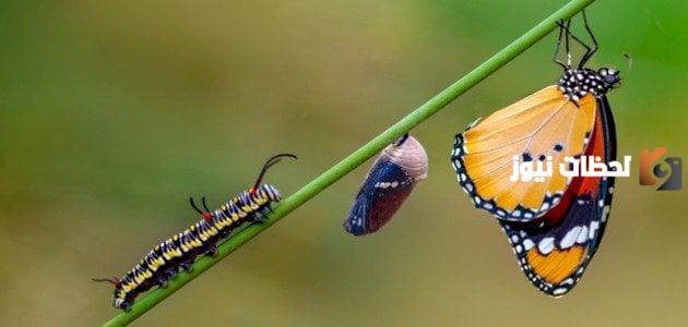 معلومات عن الفراشة ستعرفها لأول مرة في حياتك