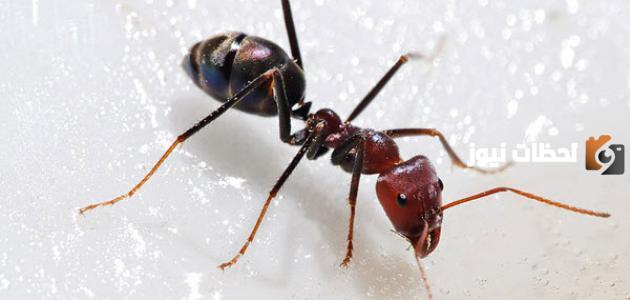 معلومات عن النمل والفرق بين أنواع النمل للأطفال