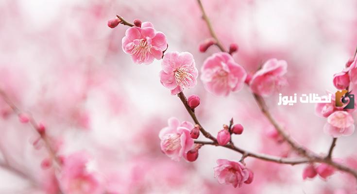 معلومات عن شجرة الساكورا اليابانية وموعد إزهارها