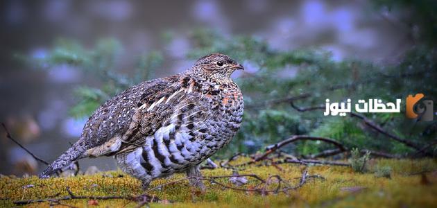 موسم صيد الحجل في الجزائر