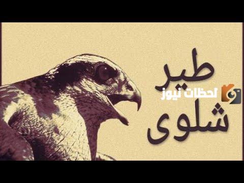 معنى طير شلوى وكيفية الرد على طير شلوي في مصر