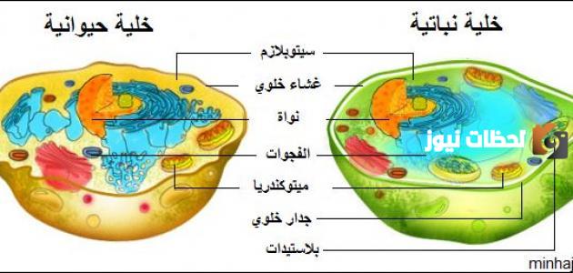 مكونات الخلية الحيوانية والنباتية والفرق بينهما