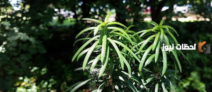 نباتات المناخ القاري أنواعها وطرق العناية بها