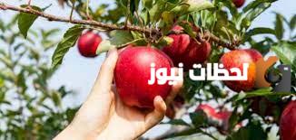 تفسير قطف الثمار في المنام