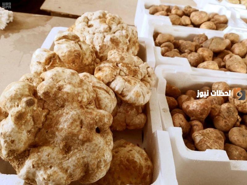 خبر عاجل | سوق حفر الباطن يشهد إقبال كبير على موسم الفقع بعد وصول الحبة الواحدة إلى هذا السعر .. مستوى المبيعات