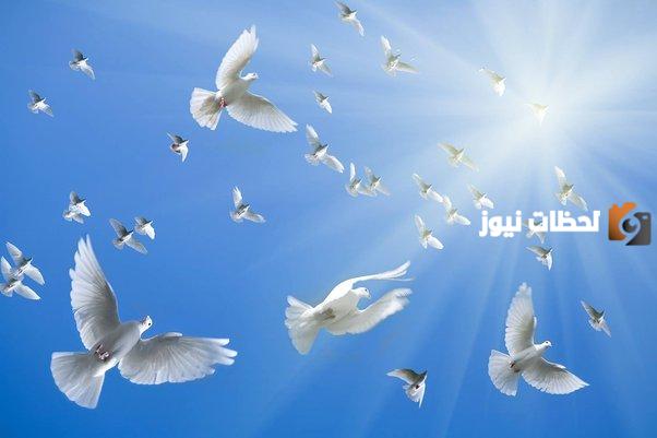 مواصفات الحمام الزاجل الأبيض للمسافات الطويلة
