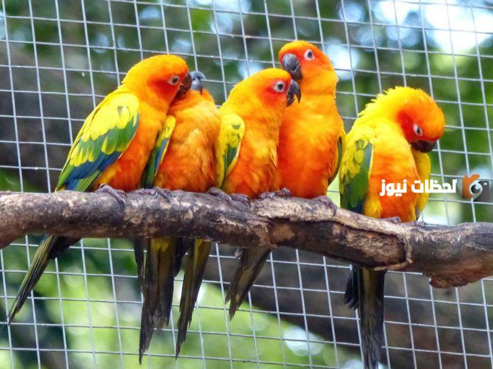  تربية عصافير الزينة
