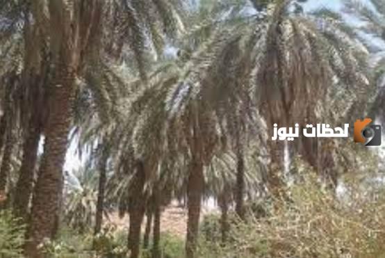 مدينة كتم