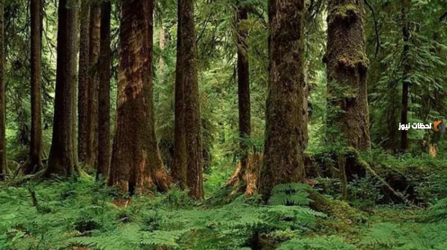 الغابات المدارية في الوطن العربي