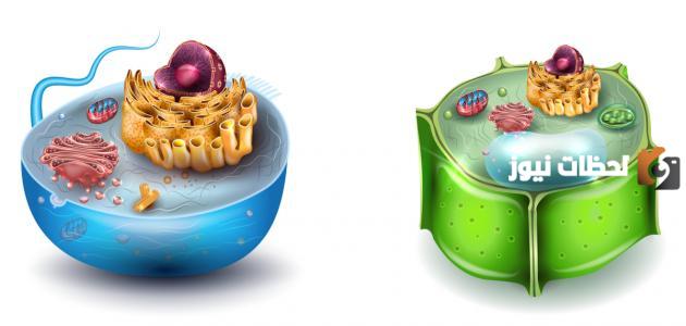 الفرق بين الخلية الحيوانية والنباتية وأوجه التشابه بينهما