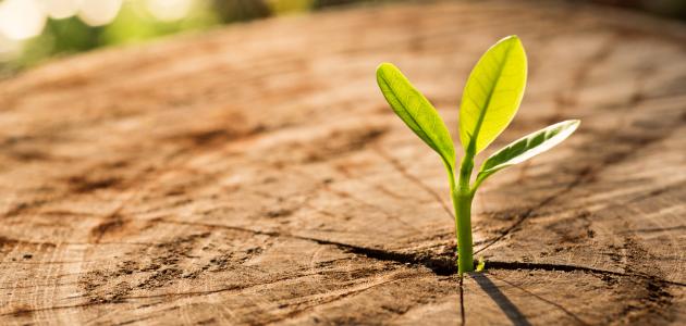 حكم عن التفاؤل والأمل