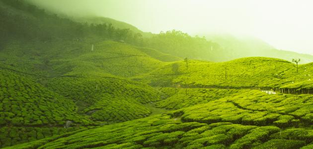 خواطر عن الجنة