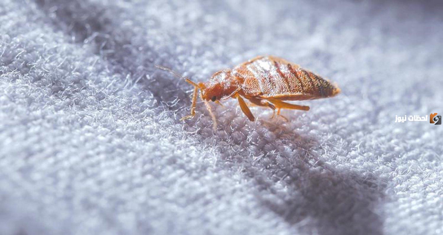 كيف أعرف بوجود البق في بيتي