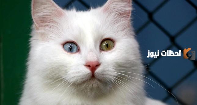 اسماء قطط ذكور بيضاء جديدة