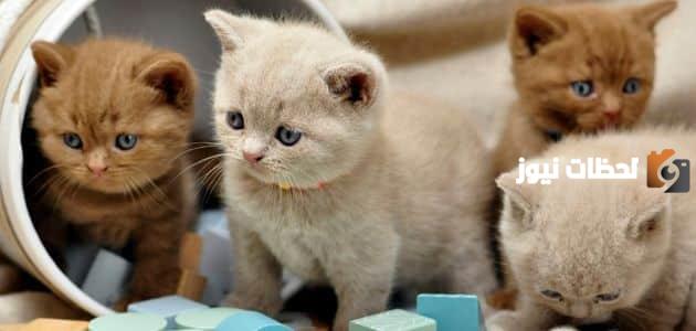 اسماء قطط ذكور شيرازي