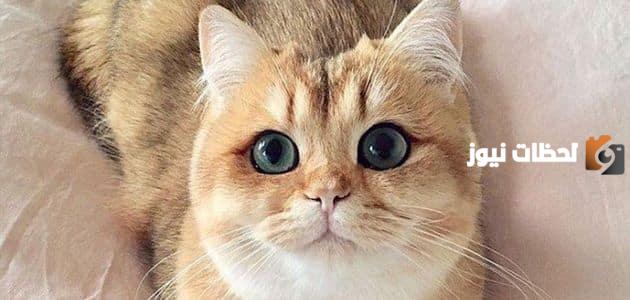 اسماء قطط ذكور