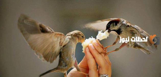 الحكم قصيرة عن الحياة