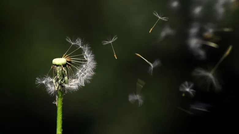 عبارات عن الحياة