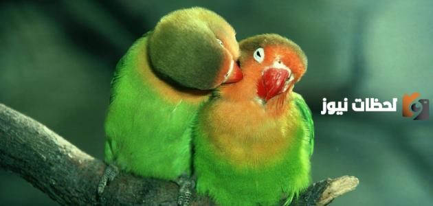 كلام عن الحب الصادق