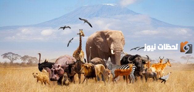 فوازير ذكاء وحلها عن الحيوانات