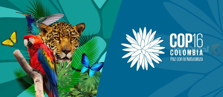 COP16