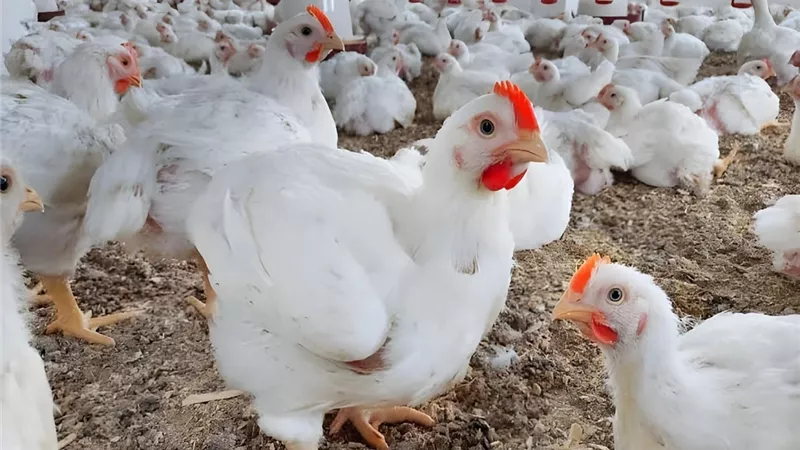 بورصة الدواجن