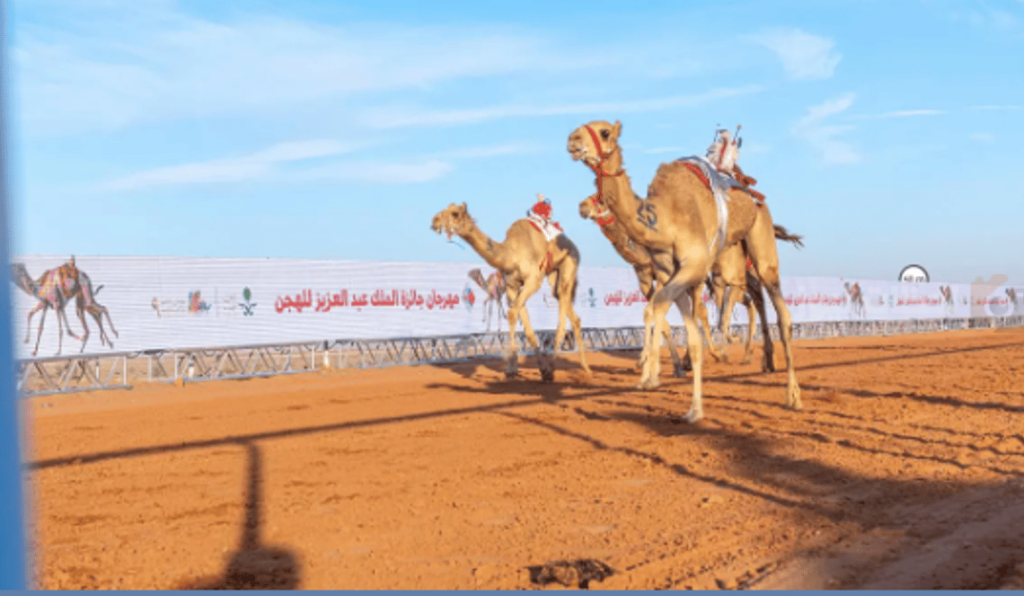 سباقات الهجن