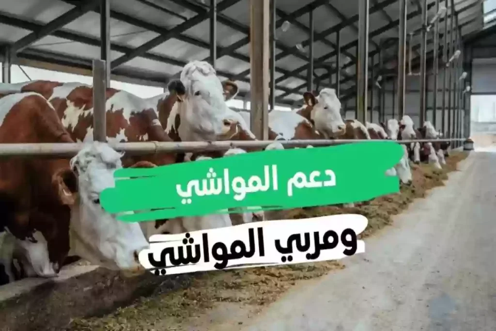 موعد صرف دعم المواشي