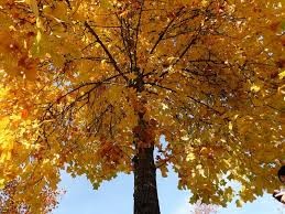 عبارات عن الخريف بالانجليزي | شعر عن الخريف