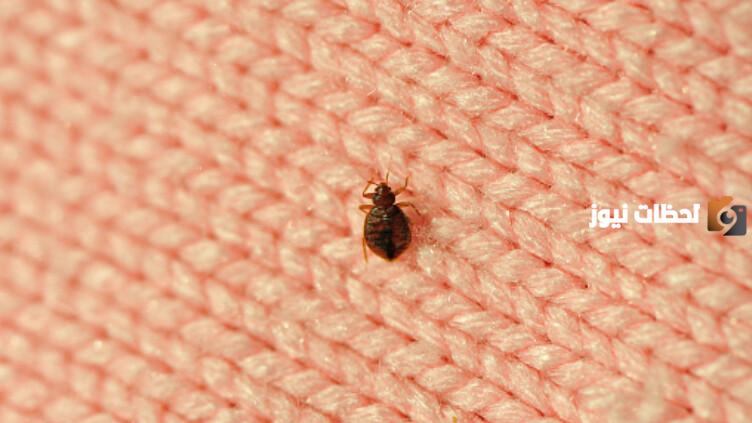 طرق الوقاية من حشرة البق | كيفية الوقاية من حشرة الفراش