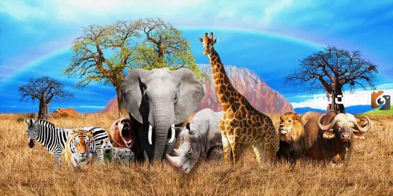 ما هي الثدييات لطلاب الصف السادس الابتدائي