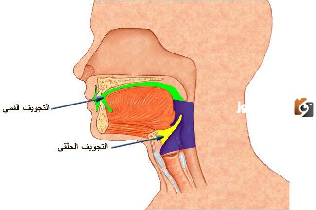 ما هي حروف الجوف في علم التجويد كاملة؟