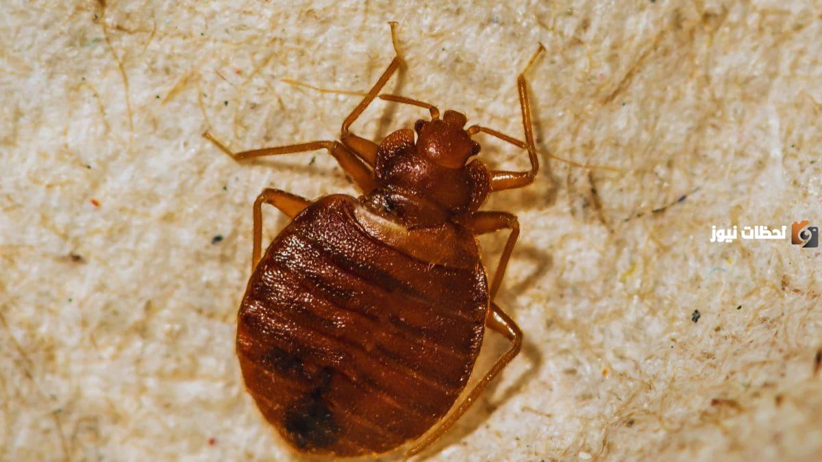 ما هي حشرة البق واضرارها وأسباب ظهورها