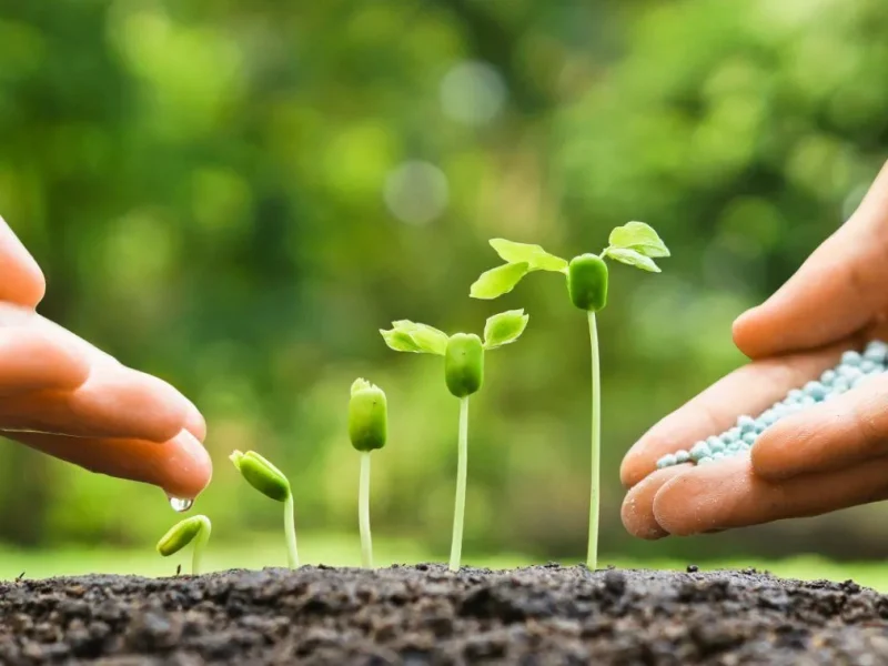 يوم التخضير في الكويت