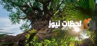 تعبير عن الشمس وفوائدها للإنسان والحيوان والنبات