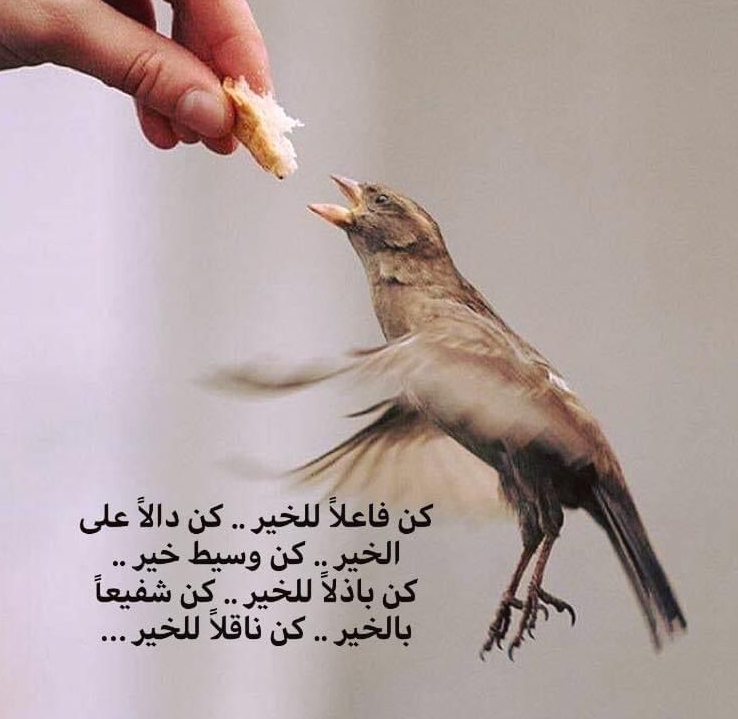 أقوال وحكم عن عمل الخير | امثال وحكم شعبيه عن فعل الخير