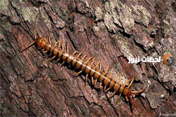 هل لدغة أم أربعة وأربعين سامة