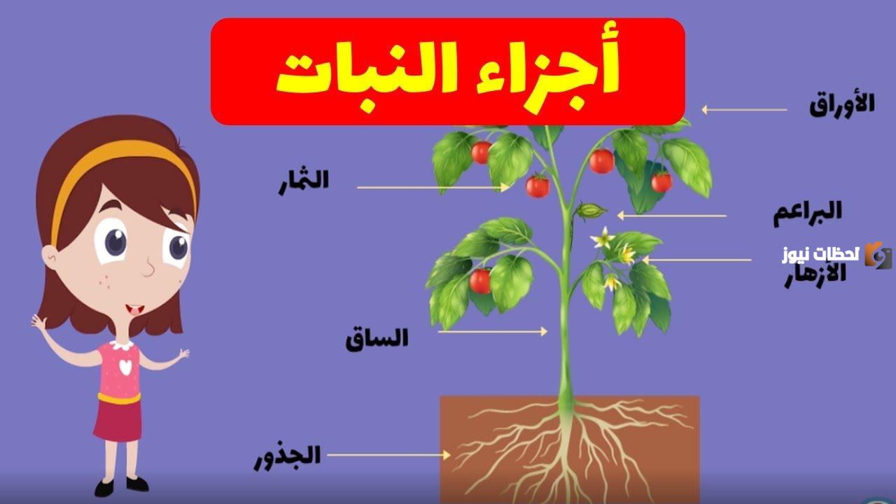 اجزاء النباتات ووظائفها للصف الثالث وأبرز المعلومات عن النبات