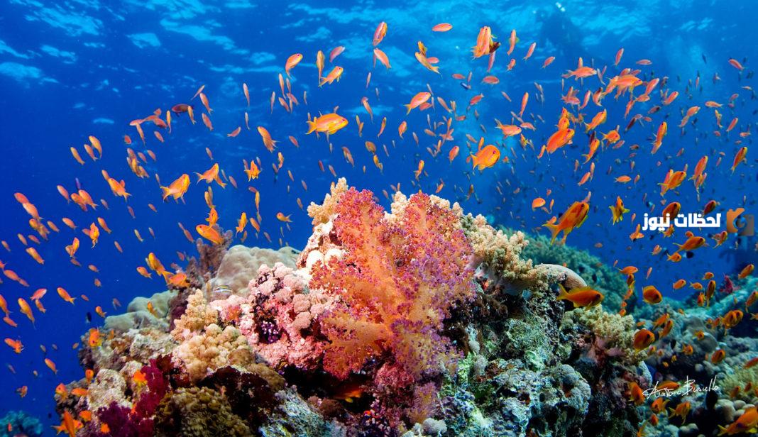 البحر الأحمر والشعب المرجانية