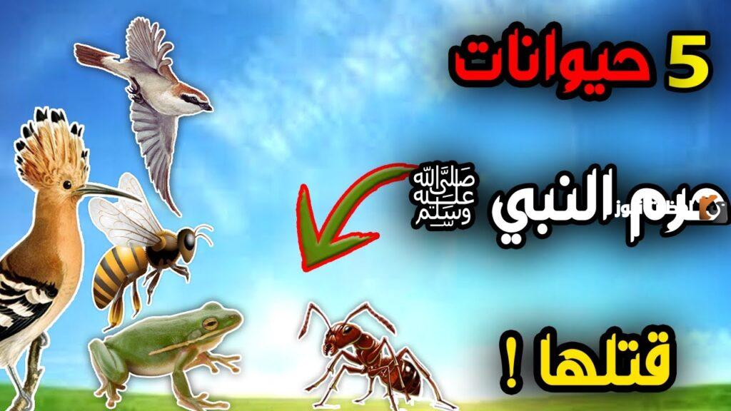 الحيوانات التي نهى الشرع عن قتلها