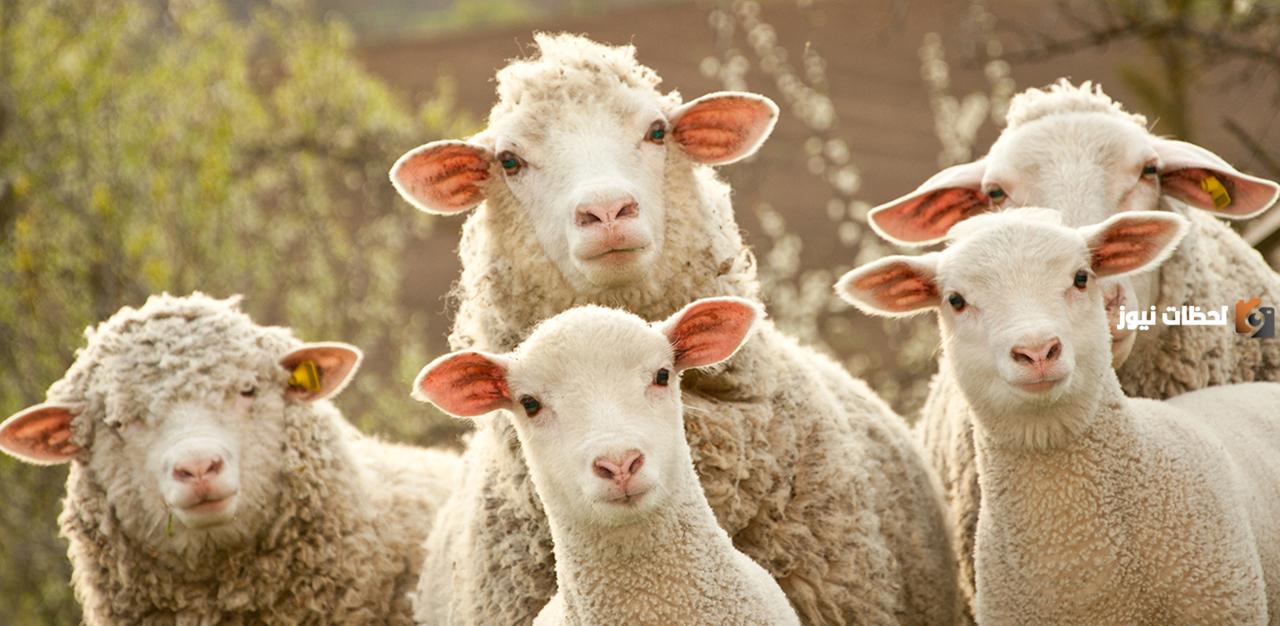 بحث عن الأضحية كامل العناصر وجاهز للطباعة