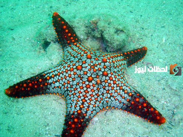 بحث عن شوكيات الجلد كامل وجاهز للطباعة
