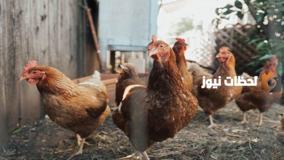 تفسير فرخ البط والفراخ في المنام للمتزوجه