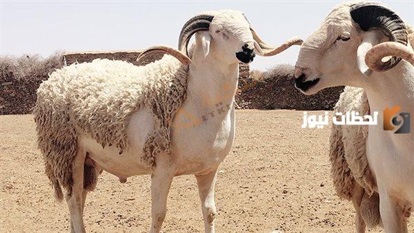 حكم الأضحية مقطوعة القرن أو مكسورة القرن