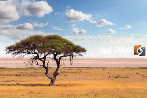 غابات السافانا الاستوائية