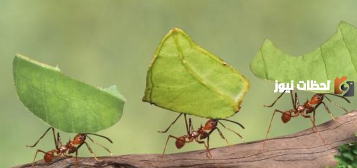 قصة سليمان عليه السلام مع النمل كاملة