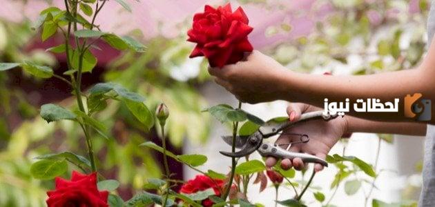 كيف أحافظ على الورد الطبيعي لمدة طويلة وكيفية زراعته في المنزل