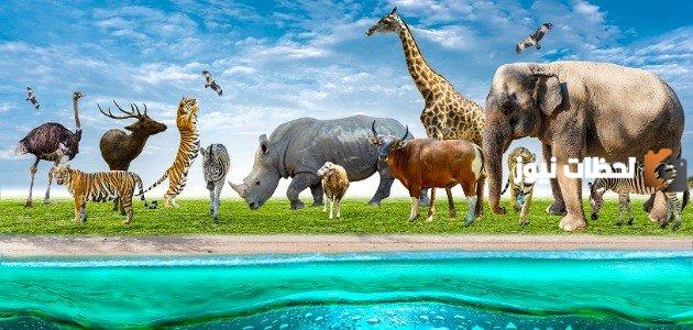كيف يمكن حماية النباتات والحيوانات من الانقراض