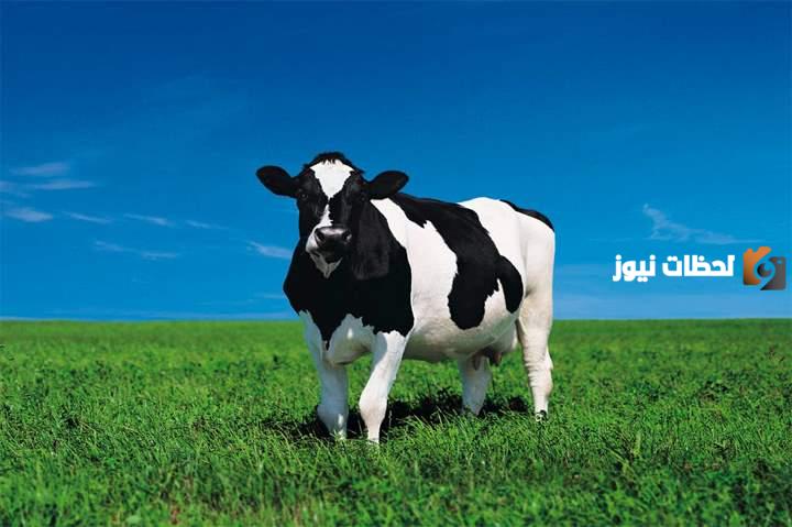 ما يجزئ في الأضحية من البقر